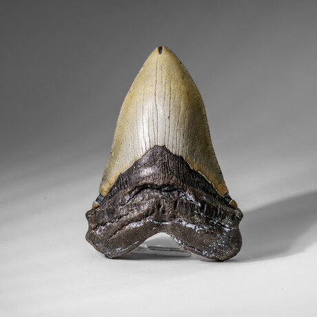 Genuine Megalodon Shark Tooth in display box v.3