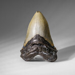 Genuine Megalodon Shark Tooth in display box v.3