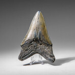 Genuine Megalodon Shark Tooth in display box v.11