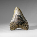 Genuine Megalodon Shark Tooth in display box v.2