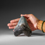 Genuine Megalodon Shark Tooth in display box v.1