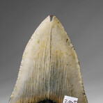 Genuine Megalodon Shark Tooth in display box v.3
