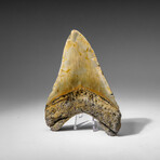 Genuine Megalodon Shark Tooth in display box v.13