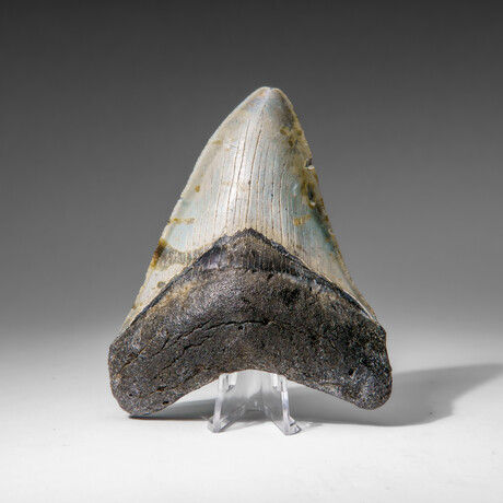 Genuine Megalodon Shark Tooth in display box v.9
