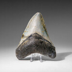 Genuine Megalodon Shark Tooth in display box v.9