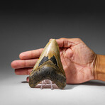 Genuine Megalodon Shark Tooth in display box v.13