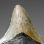Genuine Megalodon Shark Tooth in display box v.8