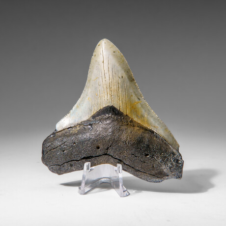 Genuine Megalodon Shark Tooth in display box v.8