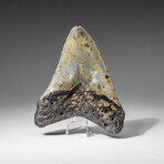 Genuine Megalodon Shark Tooth in display box v.9