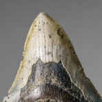 Genuine Megalodon Shark Tooth in display box v.2