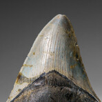 Genuine Megalodon Shark Tooth in display box v.9