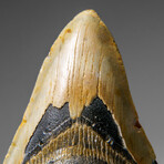 Genuine Megalodon Shark Tooth in display box v.13