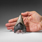 Genuine Megalodon Shark Tooth in display box v.6