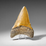 Genuine Megalodon Shark Tooth in display box v.12