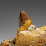 Genuine Mosasaur Tooth in a Fossilized Jaw bone