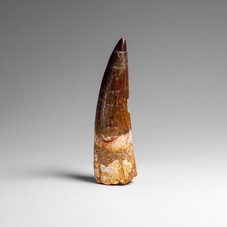 Genuine Natural Spinosaurus Dinosaur Tooth v.1