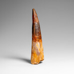 Genuine Natural Spinosaurus Dinosaur Tooth v.2
