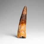 Genuine Natural Spinosaurus Dinosaur Tooth v.2