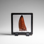 Genuine Natural Carcharodontosaurus Dinosaur Tooth in Display Box v.1