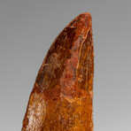 Genuine Natural Carcharodontosaurus Dinosaur Tooth in Display Box v.2