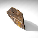 Genuine Liaoxitriton Fossil Plate v.1