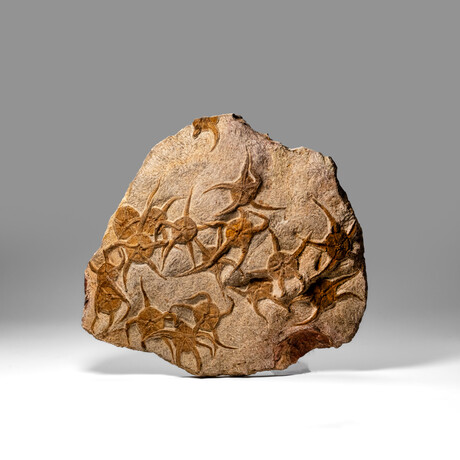 Genuine Ophiuroidea Brittle Star Fossil Plate