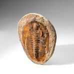 Genuine Andalusiana Paradoxides Trilobite from Morocco