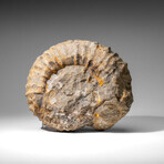 Large Genuine Ammonite Fossil from Madagascar