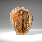 Genuine Andalusiana Paradoxides Trilobite from Morocco