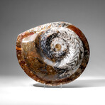 Genuine Nautilus Ammonite Plate