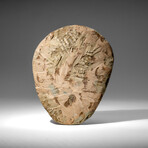 Genuine Andalusiana Paradoxides Trilobite from Morocco