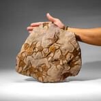 Genuine Ophiuroidea Brittle Star Fossil Plate