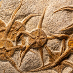 Genuine Ophiuroidea Brittle Star Fossil Plate