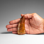 Genuine Natural Carcharodontosaurus Dinosaur Tooth in Display Box v.2