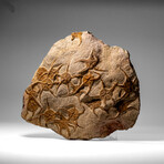 Genuine Ophiuroidea Brittle Star Fossil Plate