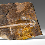 Genuine Liaoxitriton Fossil Plate v.1