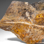 Genuine Liaoxitriton Fossil Plate v.2