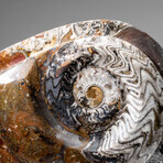 Genuine Nautilus Ammonite Plate