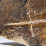 Genuine Liaoxitriton Fossil Plate v.1