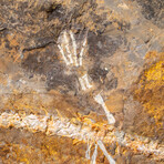 Genuine Liaoxitriton Fossil Plate v.2