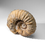 Large Genuine Ammonite Fossil from Madagascar