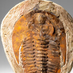 Genuine Andalusiana Paradoxides Trilobite from Morocco