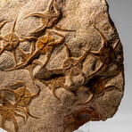 Genuine Ophiuroidea Brittle Star Fossil Plate