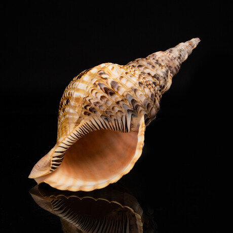 Genuine Atlantic Triton Shell