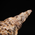 Genuine Atlantic Triton Shell