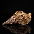Genuine Atlantic Triton Shell