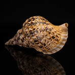 Genuine Atlantic Triton Shell