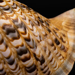 Genuine Atlantic Triton Shell