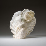 Genuine Lettuce Coral v.5