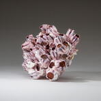 Genuine Purple Acorn Barnacle Coral v.2